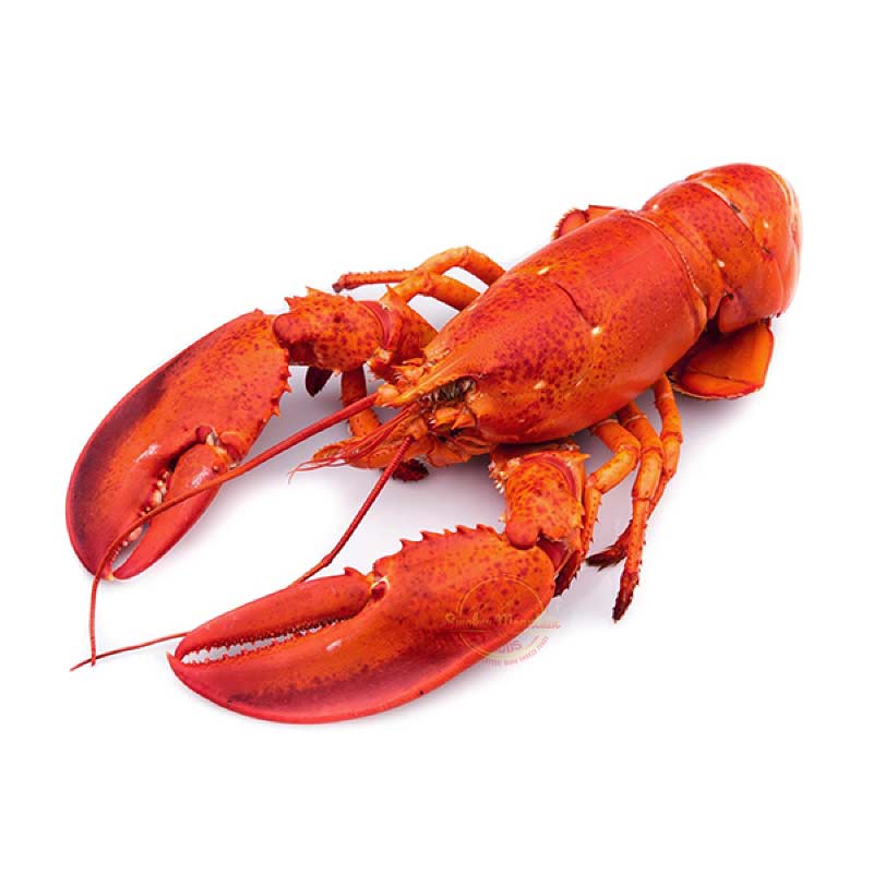 Canadian Cooked Lobster